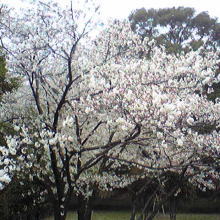 小牧山の桜